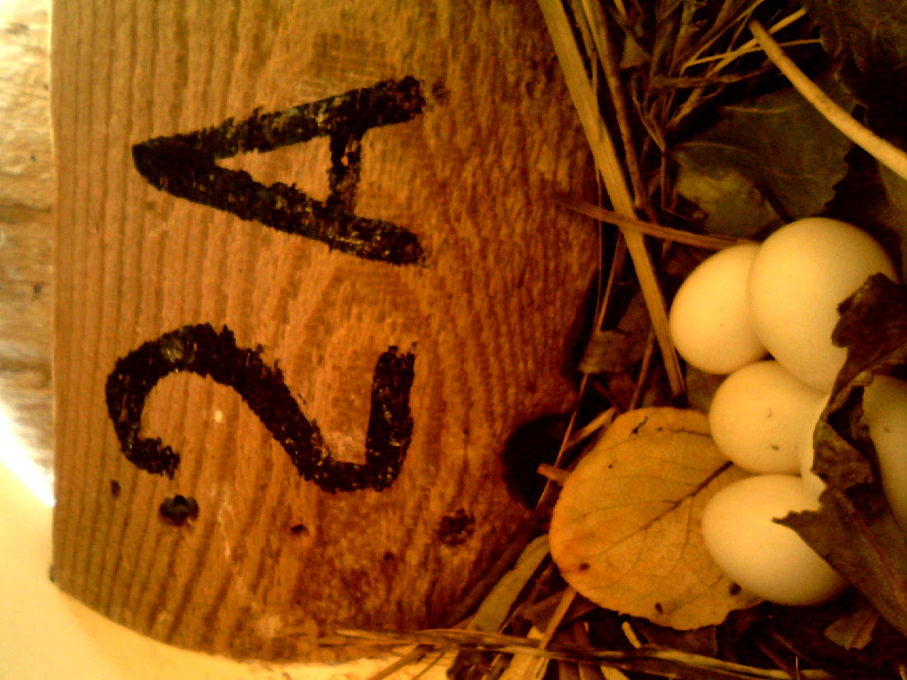 OPAS 2A